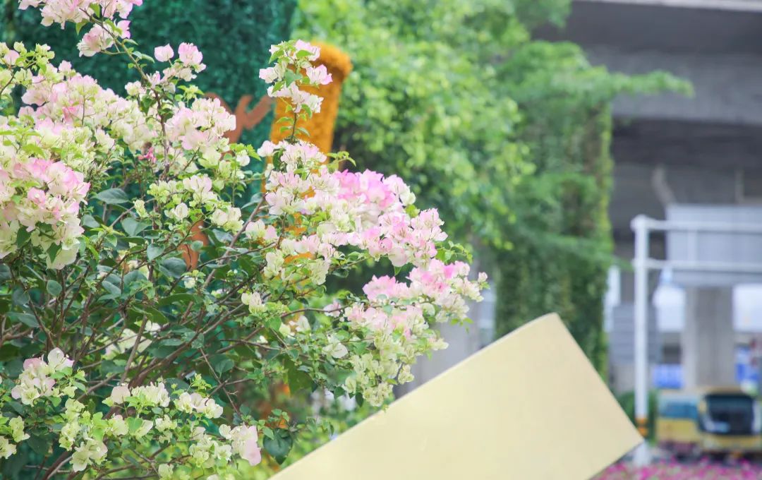 1747296616852408.jpg 10.jpg